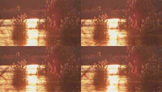 唯美黄昏夕阳芦苇荡金色水面高清在线视频素材下载