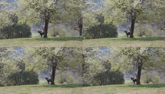 梨花树下的牛高清在线视频素材下载