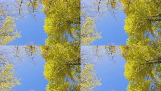 蓝天下金黄的银杏树高清在线视频素材下载