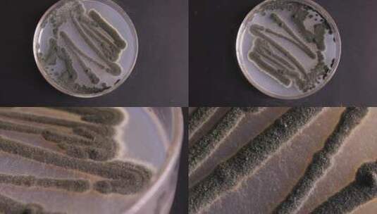 微生物学实验器材菌落展示高清在线视频素材下载