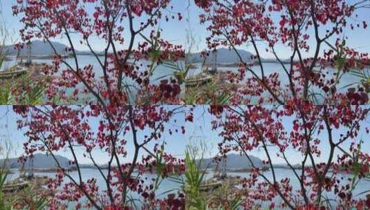 秋天的杭州千岛湖   4k高清在线视频素材下载