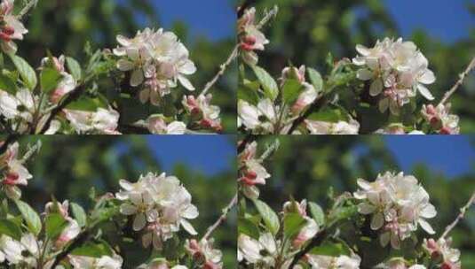 水果苹果梨子葡萄蓝莓 树木树叶花果实特写高清在线视频素材下载