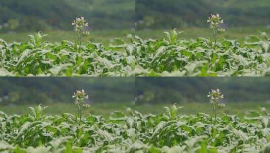 烟地里的烟草花高清在线视频素材下载