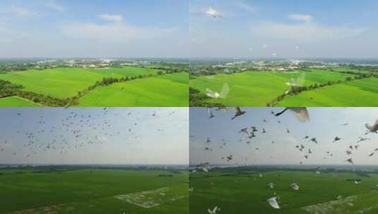 航拍鸟群慢镜头飞鸟升格高清在线视频素材下载