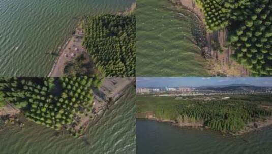 昆明捞鱼河湿地公园自由飞舞的海鸥航拍4k高清在线视频素材下载
