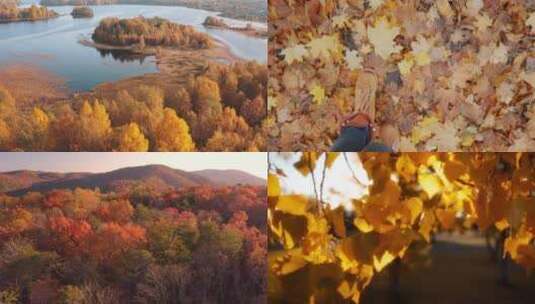 秋天落叶航拍风景空镜 视频合集高清在线视频素材下载
