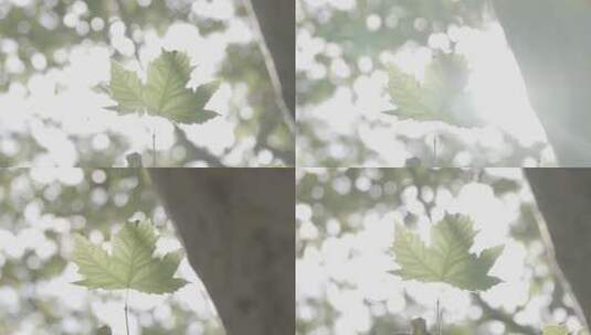 阳光透过树叶缝隙 枫叶 绿叶特写高清在线视频素材下载