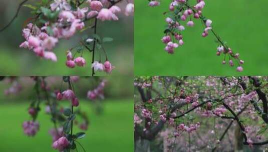 春天海棠花开空镜合集高清在线视频素材下载