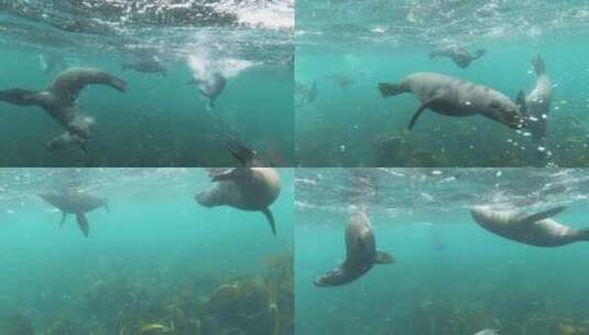 海狮 野生动物高清在线视频素材下载
