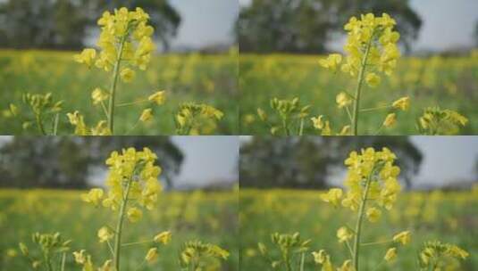 春天油菜花高清在线视频素材下载