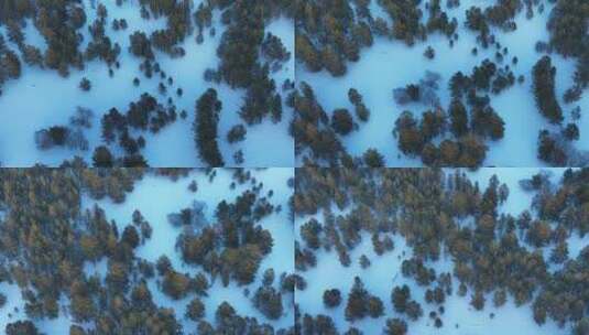 内蒙古沙地樟子松林冬天雪景风光高清在线视频素材下载