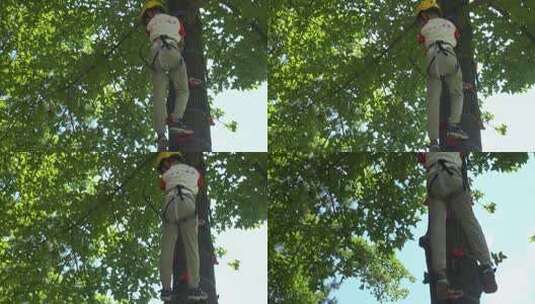 小男孩在树顶利用保险绳索下降高清在线视频素材下载