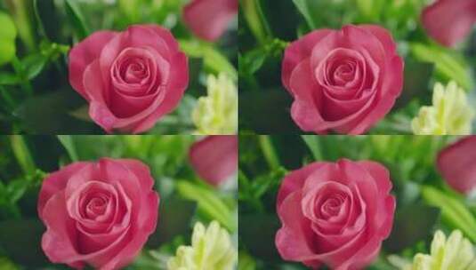 春天的玫瑰花移轴特写镜头高清在线视频素材下载