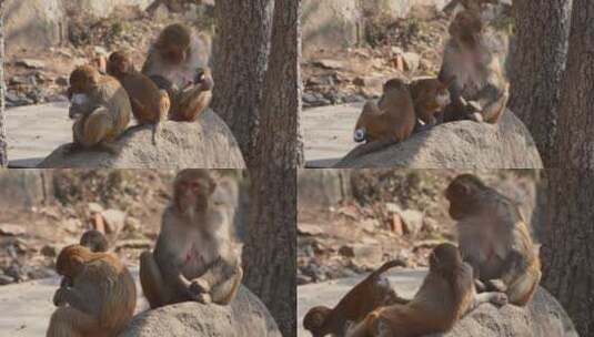 连云港花果山景区一群猴子4K高清在线视频素材下载