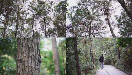 在树林里的松树4k高清在线视频素材下载