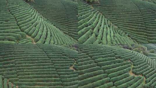 航拍浙江龙坞镇龙坞茶园的茶树高清在线视频素材下载