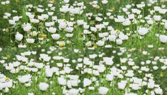 菊花甘洋菊鲜花盛开开花高清在线视频素材下载