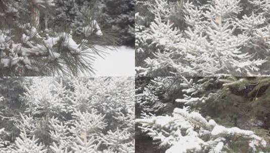 挂着厚厚积雪的松树枝高清在线视频素材下载