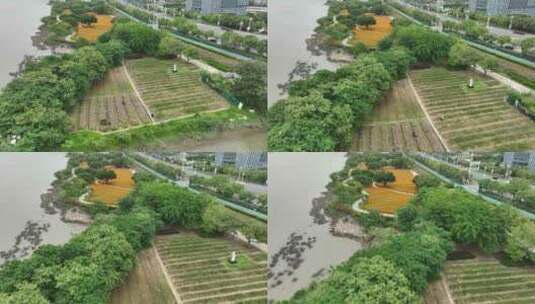 航拍福建福州城市花海公园高清在线视频素材下载