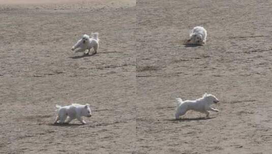 Coton de Tulear狗，女性在沙滩上奔跑，法国东南部的卡马格，慢动作高清在线视频素材下载