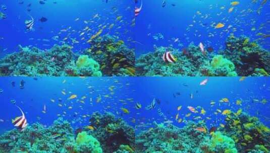 4K水下奇观、海底世界、鱼群、多彩鱼群高清在线视频素材下载