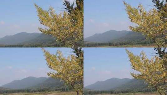 秋季银杏叶银杏树高清在线视频素材下载