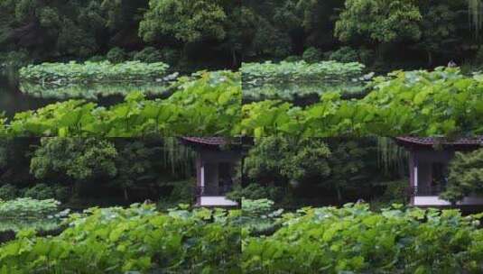杭州西湖十景曲院风荷初夏风光高清在线视频素材下载
