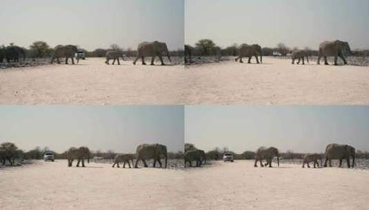 沙滩上的越野车，大象穿越沙滩，纳米比亚高清在线视频素材下载