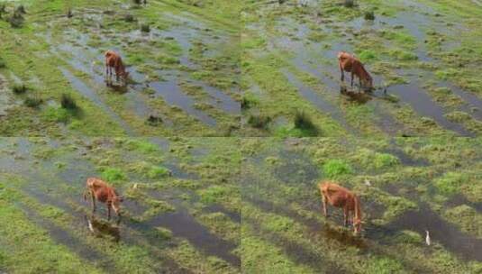 水田里吃草的黄牛高清在线视频素材下载
