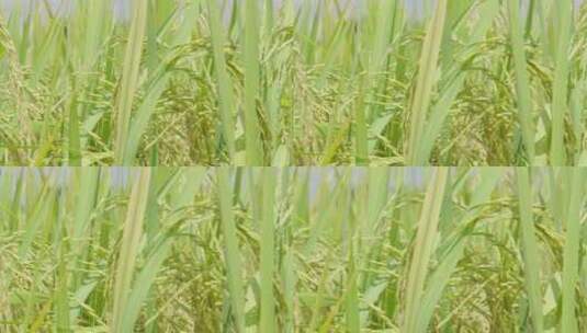 稻穗 水稻丰收 水稻生长高清在线视频素材下载