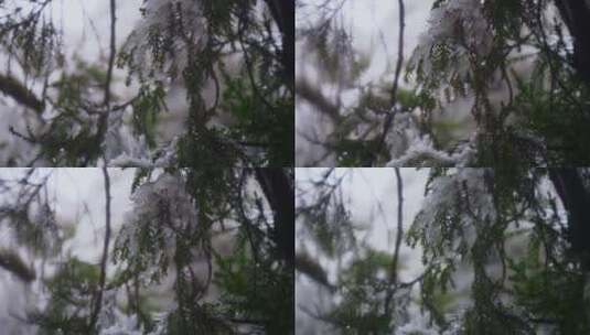 寒冷天气树叶结冰高清在线视频素材下载