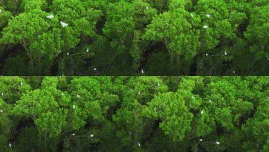 海边红树林 白鹭候鸟升格 栖息地航拍高清在线视频素材下载