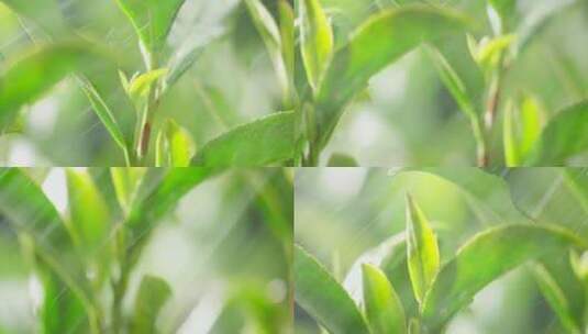 茶叶 茶树 特写 阳光 雨水7高清在线视频素材下载