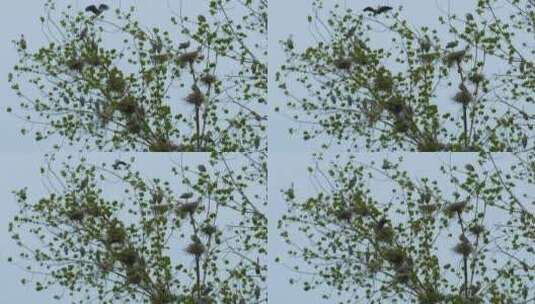 树上的白鹭鸟窝高清在线视频素材下载