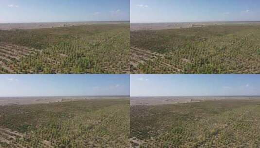 沙漠防风固沙人工林高清在线视频素材下载