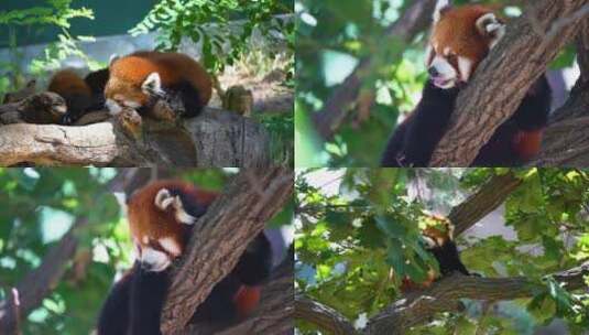 动物园小熊猫高清在线视频素材下载