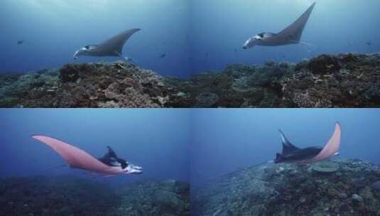 魔鬼鱼珊瑚礁鱼群海龟斐济大星盘礁海洋美景高清在线视频素材下载