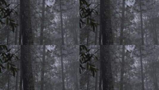 在一个雨天的下午，阴沉的森林里长满了树木高清在线视频素材下载