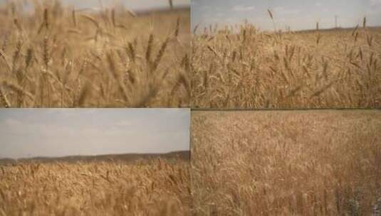 小麦 麦穗高清在线视频素材下载