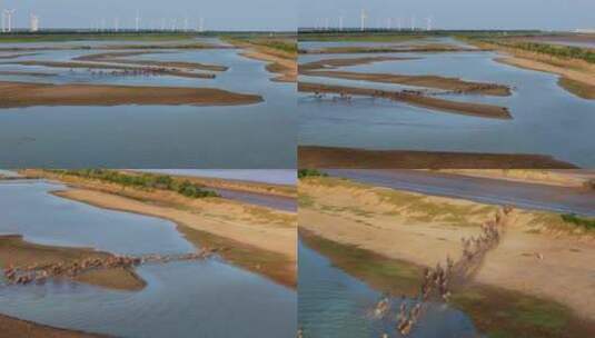 高空视角拍摄水中奔跑的麋鹿群高清在线视频素材下载