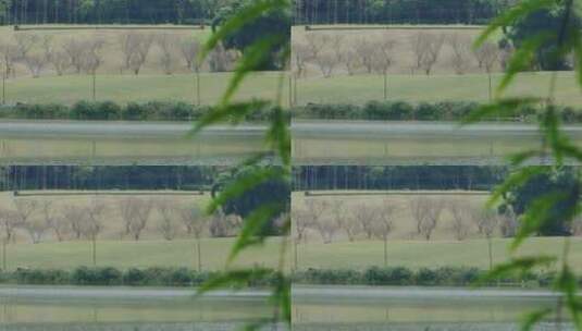 湿地公园前景虚化空镜高清在线视频素材下载