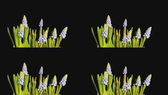 Blue Spike花朵绽放，带有alpha通道的延时拍摄高清在线视频素材下载