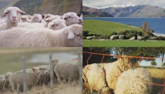 【合集】羊群绵羊畜牧业放羊高清在线视频素材下载