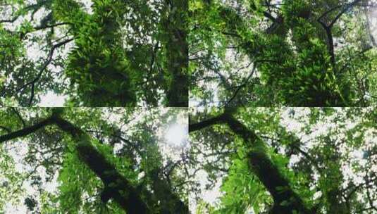 夏天枝叶繁茂的丛林01 4k50p高清在线视频素材下载