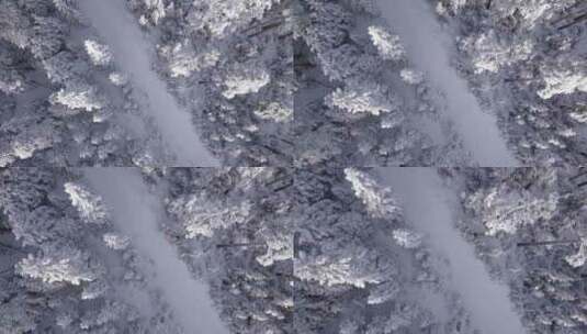 冬天森林雪景高清在线视频素材下载