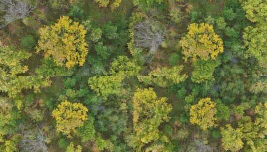 俯拍大兴安岭五彩森林湿地风景秋色高清在线视频素材下载