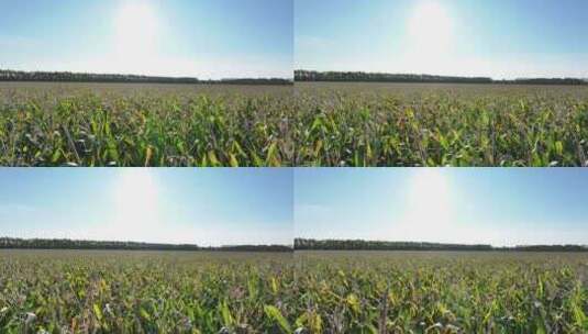 稻田地角度推进镜头高清在线视频素材下载