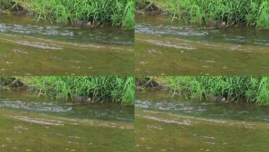 大山里的小溪河流流水唯美生态高清在线视频素材下载