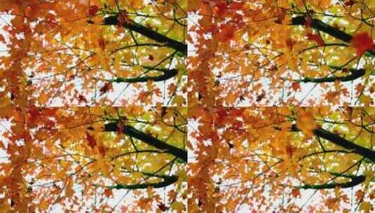 秋季落叶-秋风扫落叶慢动作高清在线视频素材下载