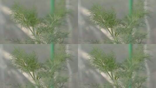绿油油的茴香高清在线视频素材下载